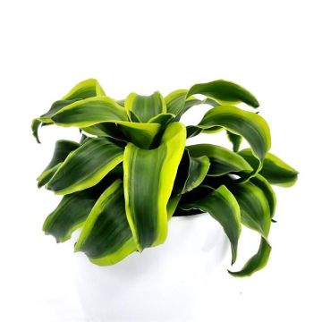 Dracaena little lime twisted