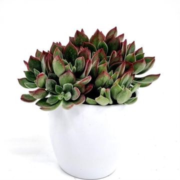 Echeveria pulvinata Devotion