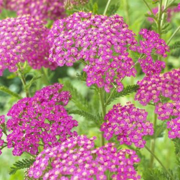 Achillea millefolium Lilac Beauty 9 cm pot
