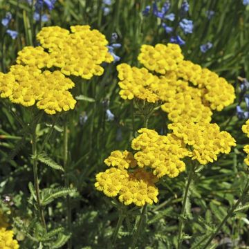 Achillea tomentosa Aurea 9 cm pot