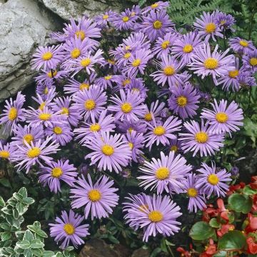 Aster alpinus Dunkle Schone 9 cm