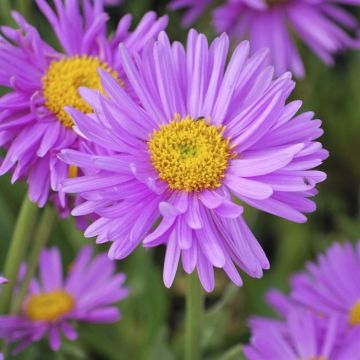 Aster alpinus Happy End 9 cm