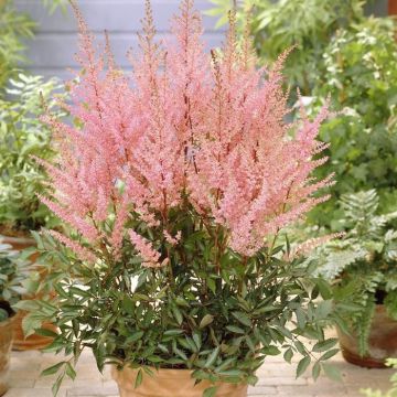 Astilbe arendsii Erica 9 cm pot