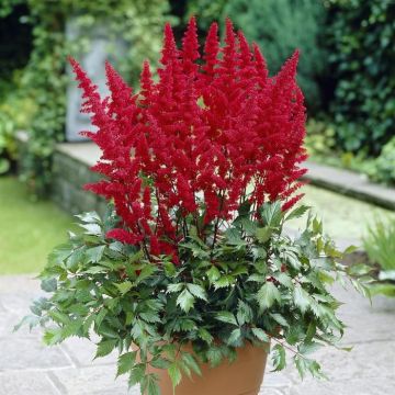 Astilbe arendsii Fanal 9 cm pot