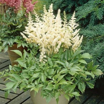 Astilbe Japonica Deutschland 9 cm pot