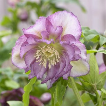 Helleborus or. dubbel Ellen Pink 9cm Pot