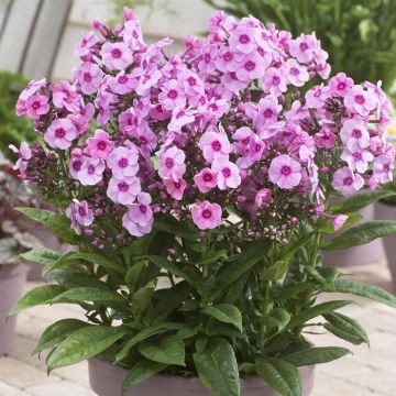 Phlox Paniculata (als) Famous Pink
