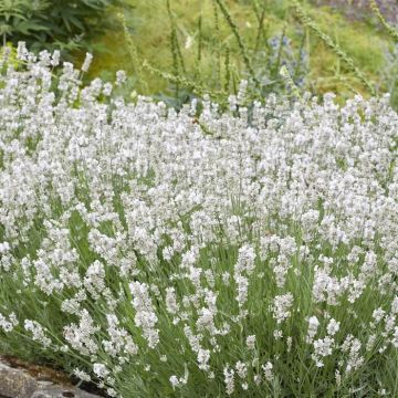 Lavendula angustifolia Alba 12 cm Pot