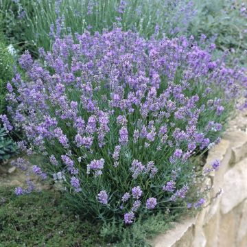 Lavendula angustifolia dwarf Blue12 cm Pot