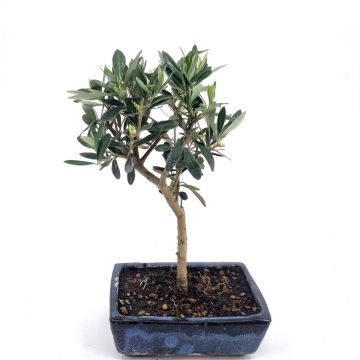 Bonsai Olive