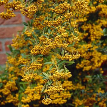 Pyracantha coccinea Golden Charmer 19 cm
