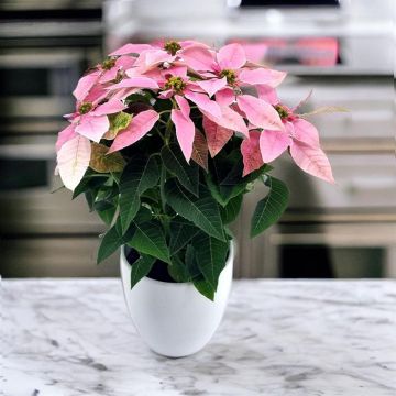 Euphorbia Princetta light pink