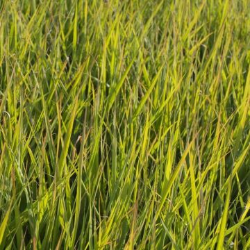 Eragrostis Spectabilis 9 cm pot