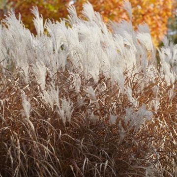 Miscanthus sinensis Indian Summer 9 cm