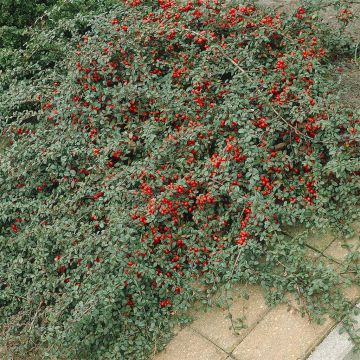 Cotoneaster Dammeri (Dwergmispel)