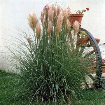 Cortaderia selloana (als Rosea)