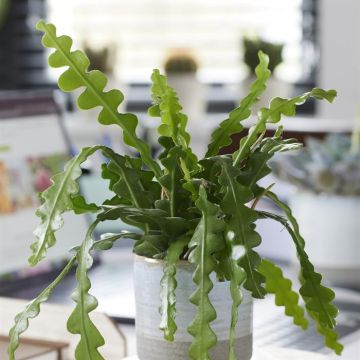 Epiphyllum Anguiliger