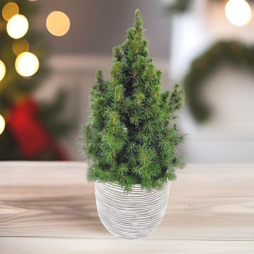 Kerstboompje Picea Conica