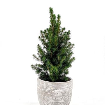 Picea Conica