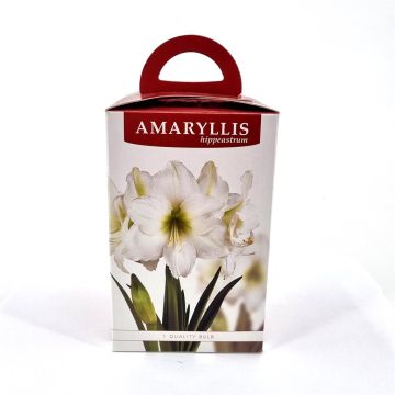 Amaryllis White Gift Box
