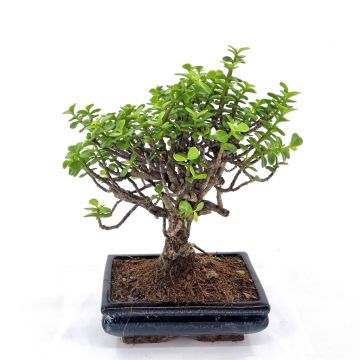 Bonsa Jade 20 cm