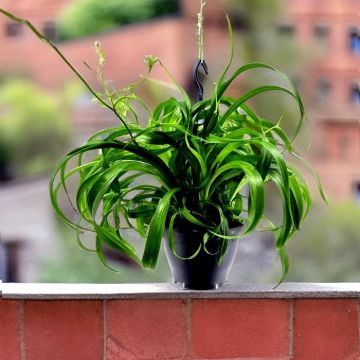 Hang basket Chlorophytum Green Bonnie