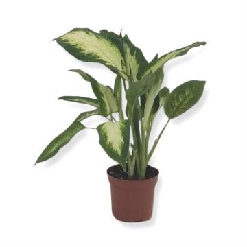 Diephenbachia Camilla 9 cm