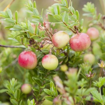 Vaccinium Oxycoccus( pilgrim v2)