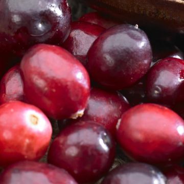 Vaccinium Cranberry v3