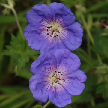 Geranium Bloom me Away 9 cm pot