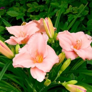 Hemerocallis On and On