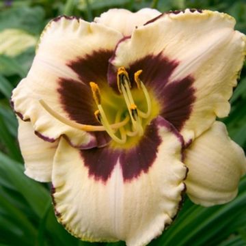 Hemerocallis Peach Pudding