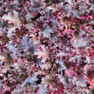 Heuchera Black Tafetta 9 cm pot