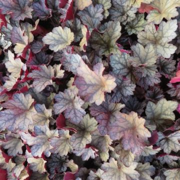 Heuchera Glitter