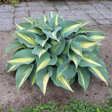 Hosta Catherine