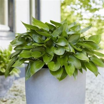 Hosta Devon Green