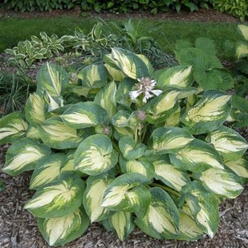 Hosta Great Expectations