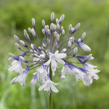 Agapanthus Twister 9 cm pot