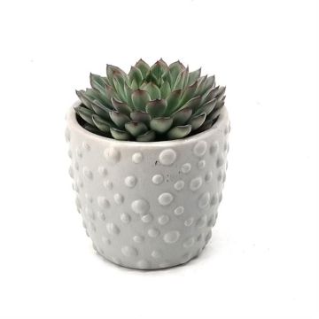 Echeveria purple Sky Pearl