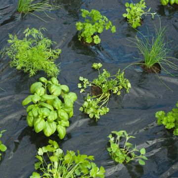 kweekfolie tuinkruiden met gaten kweekfolie tuinkruiden met gaten