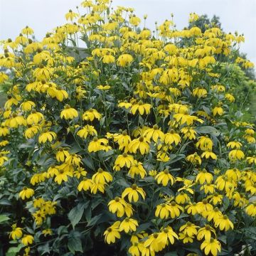 Rudbeckia Herbstsonne Nitida
