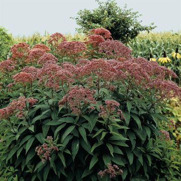 Eupatorium Maculatum Atropurpureum