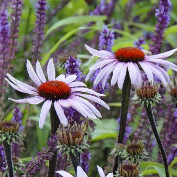 Echinacea purpurea Magnus