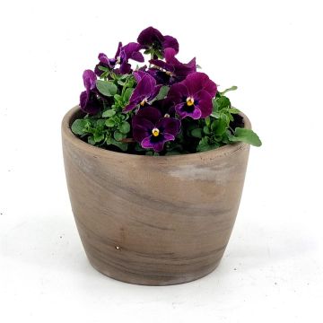 Viola Cornuta Purple 9 cm