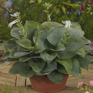 Hosta Bressingham Blue