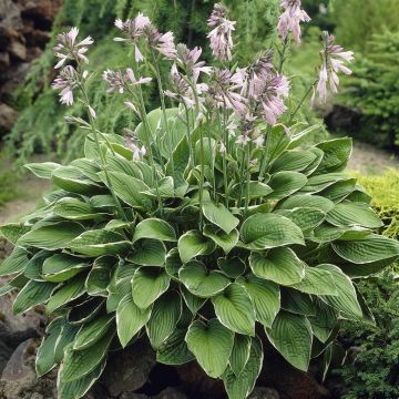 Hosta Francee V3