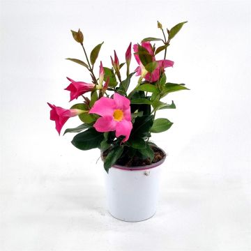 Mandevilla Pink