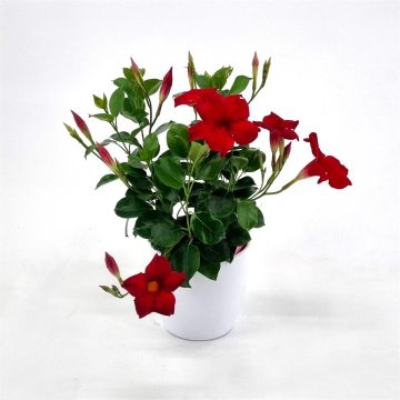Mandevilla Red