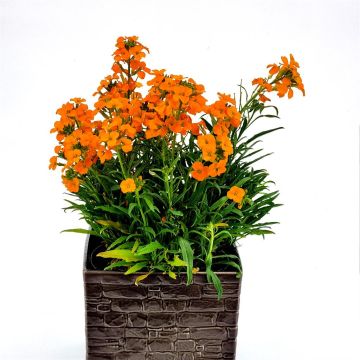 erysimum linifolium Yellow