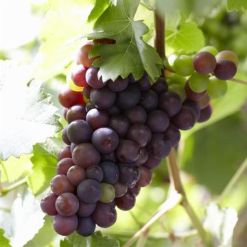 Vitis vinifera (als Rembrandt)